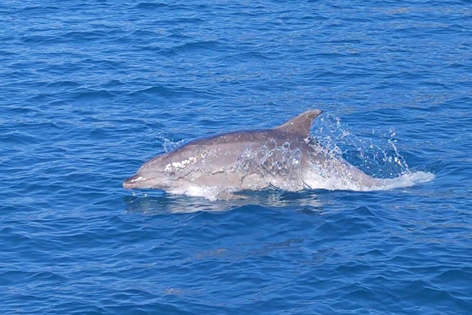 Dobri dupin uz otok Vrgadu