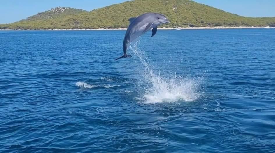 Dupin skače uz otok